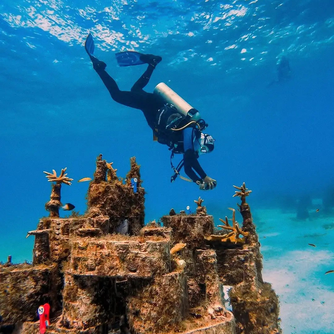 3d printed coral reef clay modules by rrreefs being monitored by a scuba diver underwater